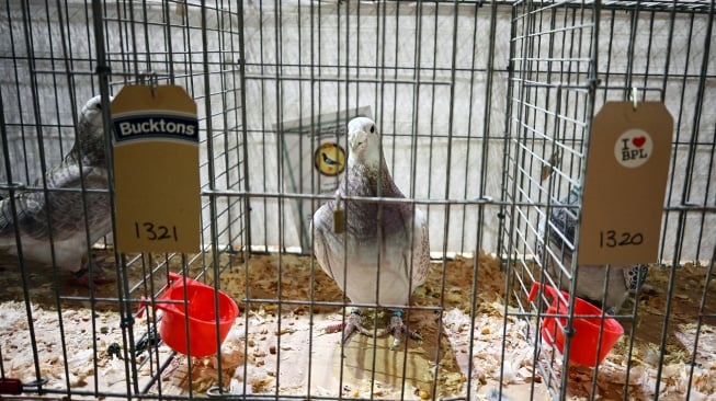 Seekor merpati duduk di kandangnya saat "British Homing World Show of the year" di Winter Gardens, Blackpool, Inggris, Sabtu (20/1/2024). [Paul ELLIS / AFP]