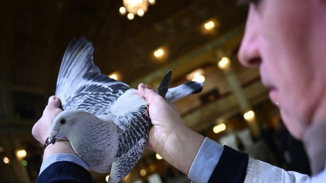 Seorang juri mengamati burung merpati saat "British Homing World Show of the year" di Winter Gardens, Blackpool, Inggris, Sabtu (20/1/2024). [Paul ELLIS / AFP] 