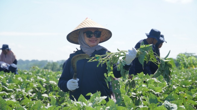 Awal Tahun 2024, Jawa Tengah Kembali Panen Edamame,  Sayuran yang Menjadi Cemilan Khas Jepang