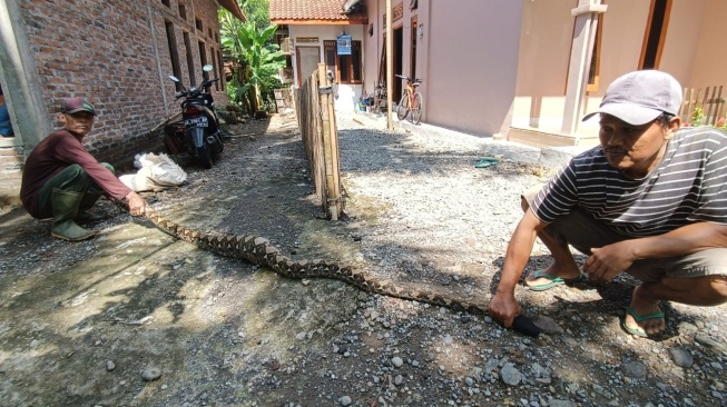 Ular Piton Sepanjang 3 Meter Mangsa Ternak Warga di Kulon Progo