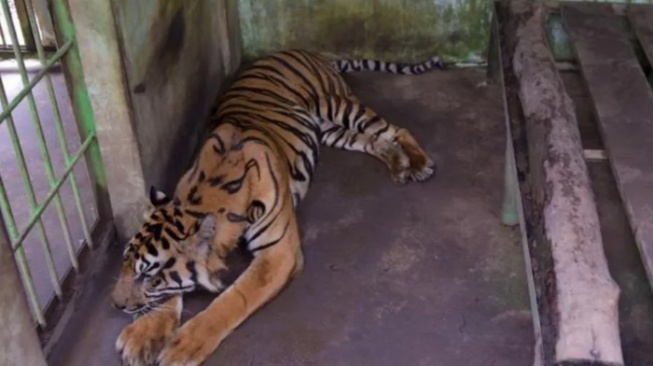 Sudah Lima Harimau Mati di Medan Zoo