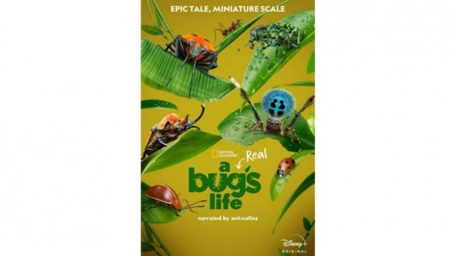 Review A Real Bug's Life, Seri Dokumenter Mikroskopis dari Disney+ Hotstar