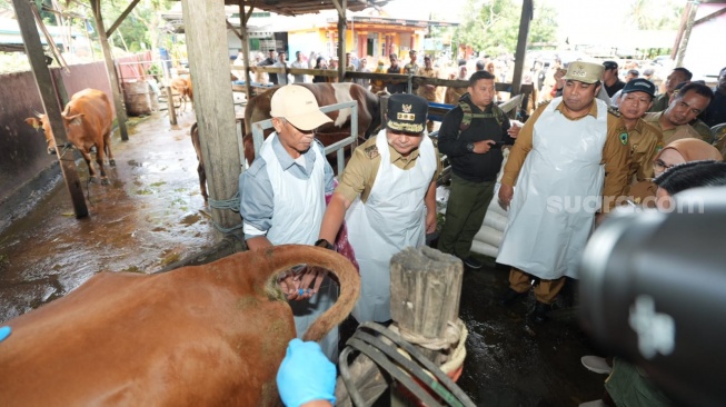 Penjabat Gubernur Sulsel Bahtiar Baharuddin Lakukan Inseminasi Buatan di Maros