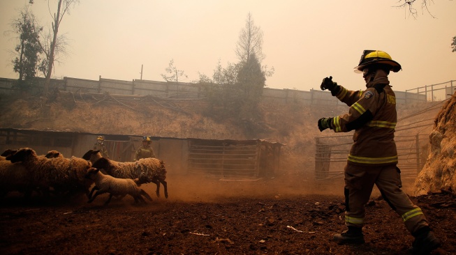 Seorang petugas pemadam kebakaran menyelamatkan hewan di zona kebakaran hutan di perbukitan di Quilpe comune, wilayah Valparaiso, Chili, Sabtu (3/2/2024). [Javier TORRES / AFP]