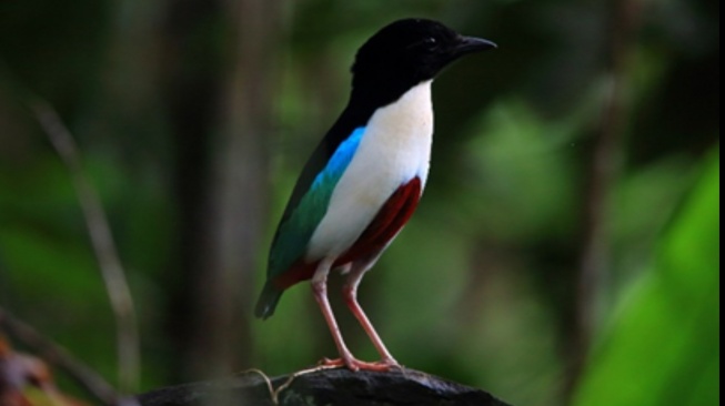 Burung Pitta Paok Morotai. (Dok. Jababeka Morotai)