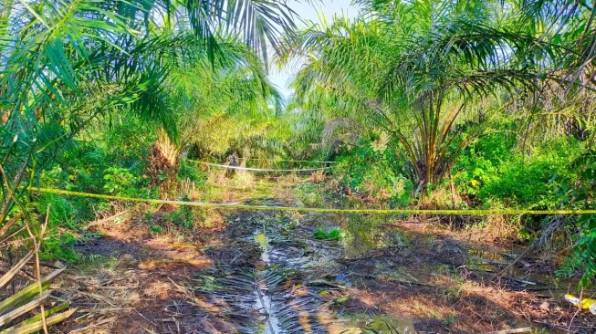 Tragis! Pria Ditemukan Tewas Membusuk di Kebun Sawit PT MAR Kubu Raya, Ada Arit di Dekat Tangannya