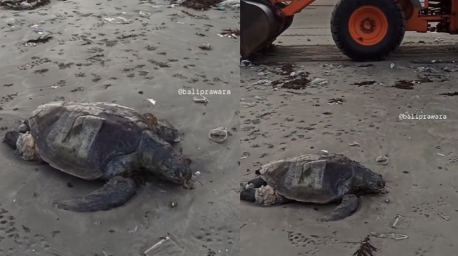 Miris, Seekor Penyu Terdampar di Pantai Kuta Bersama Sampah