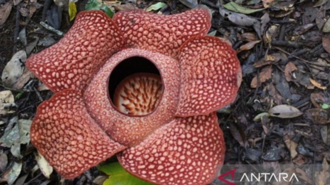 Bunga Rafflesia Mekar Sempurna Ditemukan di TNBBS Pesisir Barat