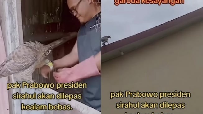 Prabowo Menang Versi Hitung Cepat, Warga Tunaikan Nazar Lepas Burung Garuda ke Alam Bebas