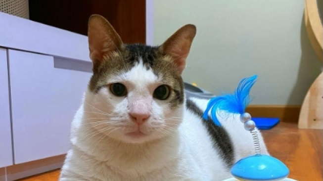 Profil Bobby Kertanegara, Kucing Prabowo Subianto Siap Ikut ke Istana Jika Menang Pilpres 2024