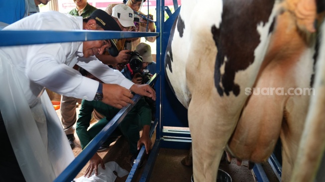 Kabupaten Enrekang Didorong Jadi Sentral Sapi Perah di Sulawesi Selatan