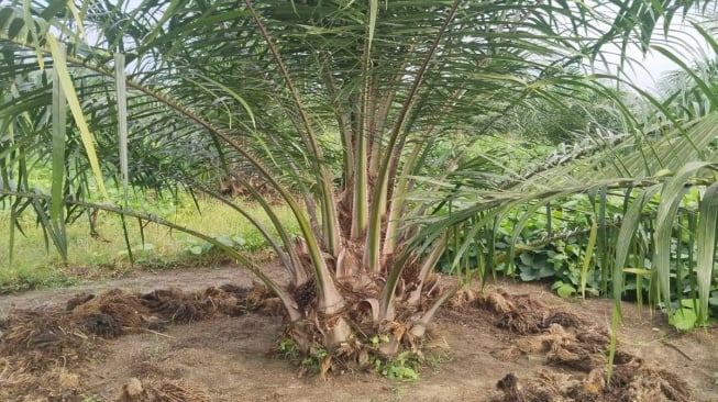 Tanaman kelapa sawit yang baru ditanam atau Tanaman Belum Menghasilkan (TBM) di Afdeling I, PT. Perkebunan Nusantara IV Regional1 Kebun Bangun sudah memenuhi standar yang ada.