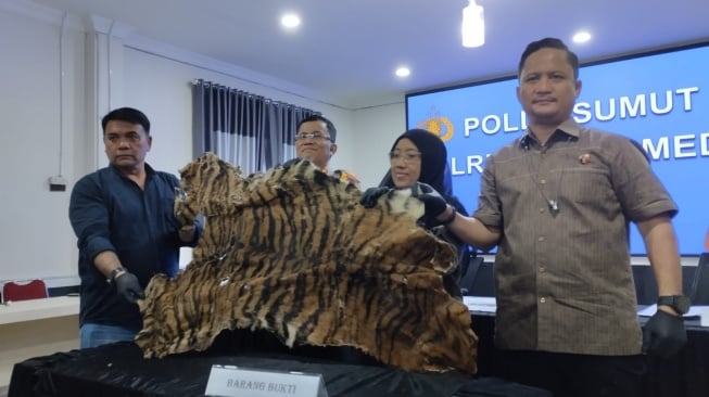 Kulit Harimau Sumatera Diperdagangkan, Dua Pelaku Diciduk