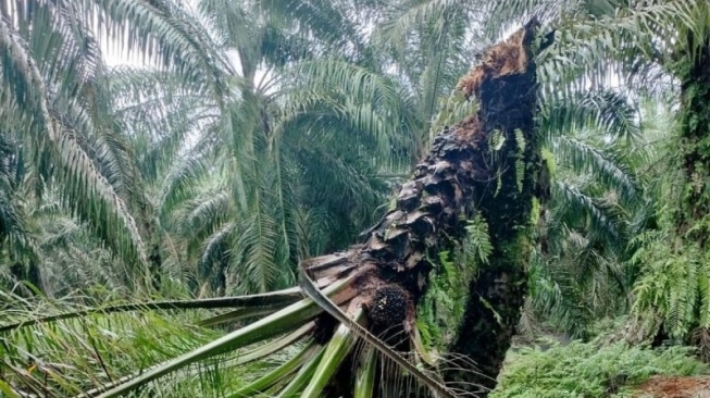 Bahaya Serangan Jamur Ganoderma Ancam Kelapa Sawit di Aceh Barat Daya, Tanaman Patah Tiba-tiba