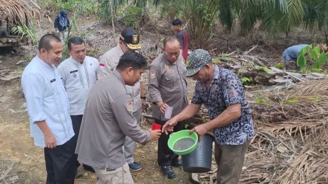 Air Batang Kelapa Sawit di Pasaman Barat Sedang Diteliti Jadi Gula Merah