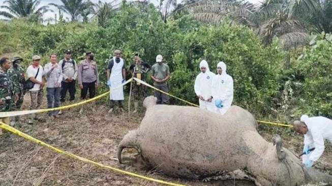 Gajah Mati Tersengat Listrik di Pidie Jaya Aceh