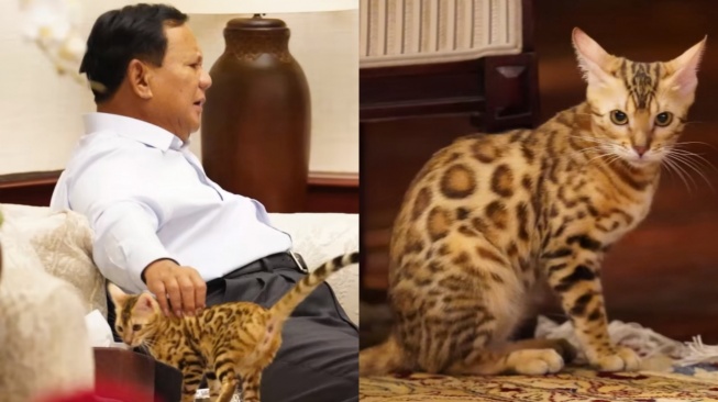 Fakta Kucing Bengal, Salah Satu Peliharaan Milik Prabowo Subianto (TikTok/@gibran_rakabuming)