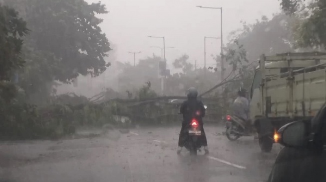 Sidoarjo Diterjang Hujan Es, Banyak Pohon Tumbang