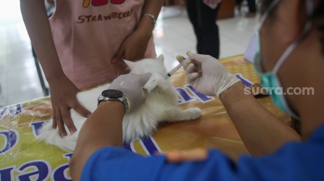 Petugas Suku Dinas Ketahanan Pangan, Kelautan dan Pertanian (Sudin KPKP) Jakarta Selatan menyuntikkan vaksin rabies ke hewan di RPTRA Ciganjur Berseri, Jakarta, Senin (26/2/2024). [Suara.com/Alfian Winanto]
