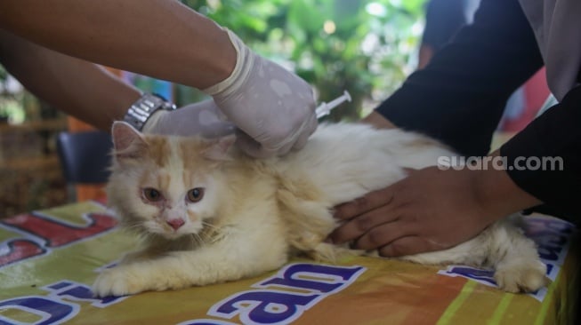 Petugas Suku Dinas Ketahanan Pangan, Kelautan dan Pertanian (Sudin KPKP) Jakarta Selatan menyuntikkan vaksin rabies ke hewan di RPTRA Ciganjur Berseri, Jakarta, Senin (26/2/2024). [Suara.com/Alfian Winanto]
