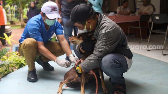 Petugas Suku Dinas Ketahanan Pangan, Kelautan dan Pertanian (Sudin KPKP) Jakarta Selatan menyuntikkan vaksin rabies ke hewan di RPTRA Ciganjur Berseri, Jakarta, Senin (26/2/2024). [Suara.com/Alfian Winanto]
