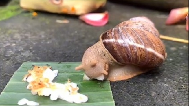 Momen Langka Seekor Siput Tertangkap Kamera Makan Banten Saiban