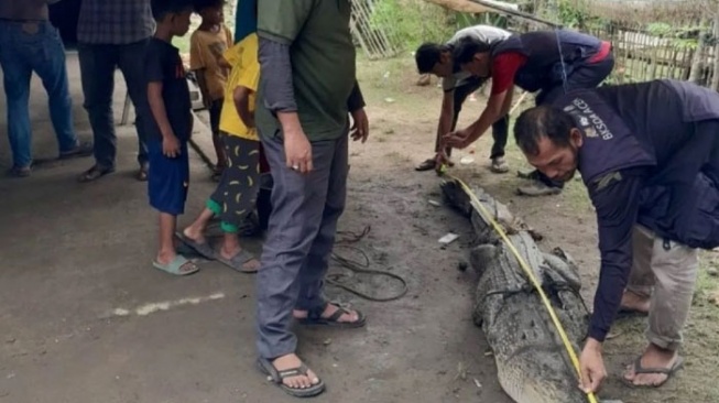 Warga Aceh Tamiang Tangkap Buaya Sepanjang 3 Meter