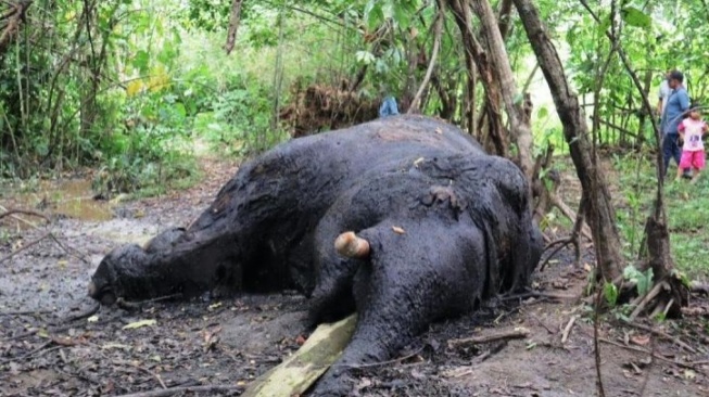 2 Gading Gajah Sumatera Mati di Nagan Raya Dibawa BKSDA Aceh, Ini Tujuannya