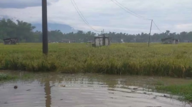 2 Sungai Besar Meluap, 7 Kecamatan di Ngawi Terendam Banjir