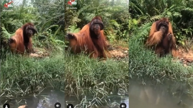 Video Orang Utan Minta Makan pada Warga Lewat di Hutan Kalimantan Viral, Netizen Merasa Iba