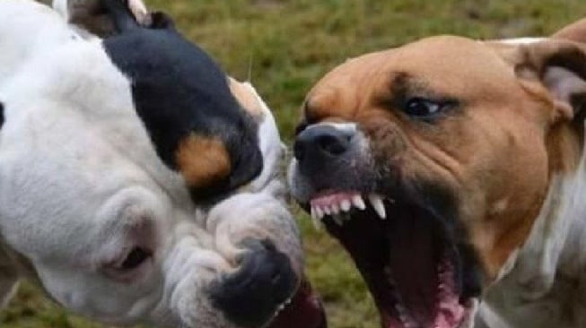 Anjing Pitbull Peliharaan Serang Tetangga hingga Berdarah-darah, Aksinya Terekam CCTV