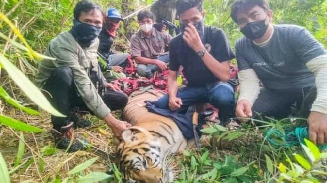 Harimau yang Serang Petani di Langkat Ditangkap, Warga Diminta Jangan Rambah Hutan