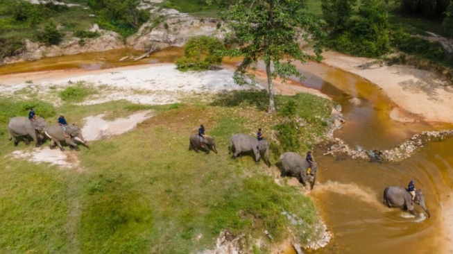 Perjalanan Terjal Codet Mendapatkan Cinta Gajah Betina