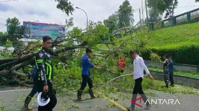 Hujan Deras, Pohon Tumbang Timpa Jalan Raya By Pass Padang, Lalu Lintas Sempat  Lumpuh