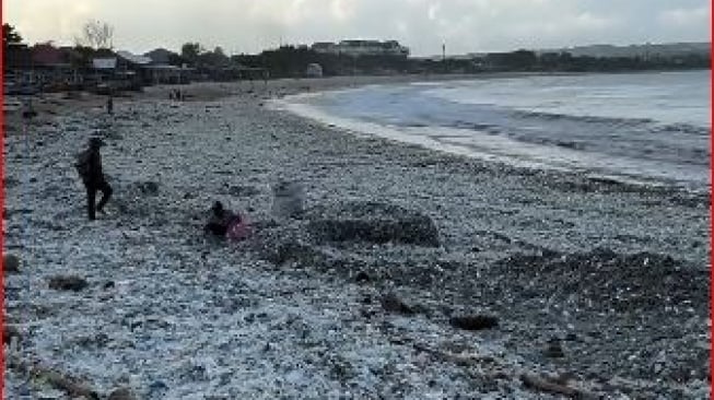 Sampah Musiman di Bali, Bibir Pantai Kedonganan Bak Tertutup Plastik