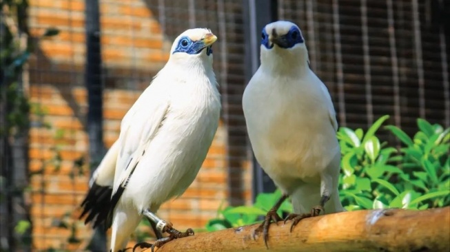 Aviary Park Resmi Buka di Bintaro, Tempat Rekreasi Baru Untuk Kenalkan Si Kecil dengan Satwa