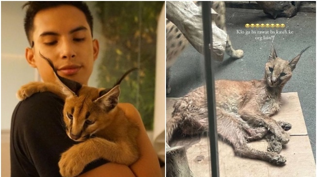 Bikin Rachel Vennya Murka, Kucing Caracal Milik Okin Kini Kurus, Kotor dan Penyakitan