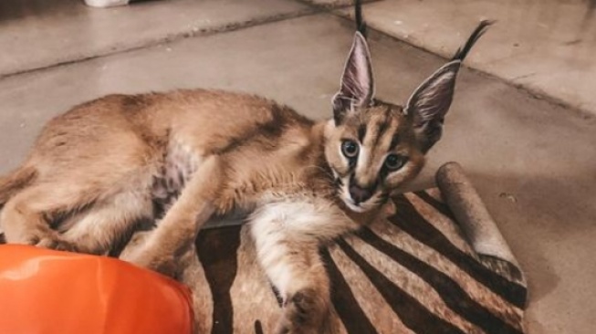 Caracal milik Okin atau Niko Al Hakim (Instagram)