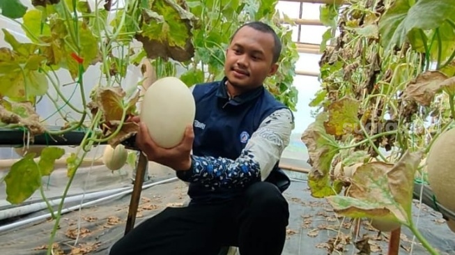 Dari Bantuan Modal Rp 96 Juta BRI, Petani Melon Hidroponik Kaliwedi Sragen Panen Berlimpah