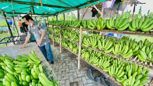 Klaster Pisang Cavendish di Pasuruan Sukses Ubah Lahan Non Produktif Jadi Lahan Usaha yang Terus Berkembang