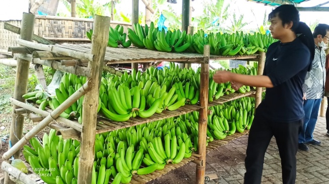 Dari Lahan Non Produktif Jadi Lahan Usaha yang Terus Berkembang, Ini Cerita Klaster Pisang Cavendish di Pasuruan