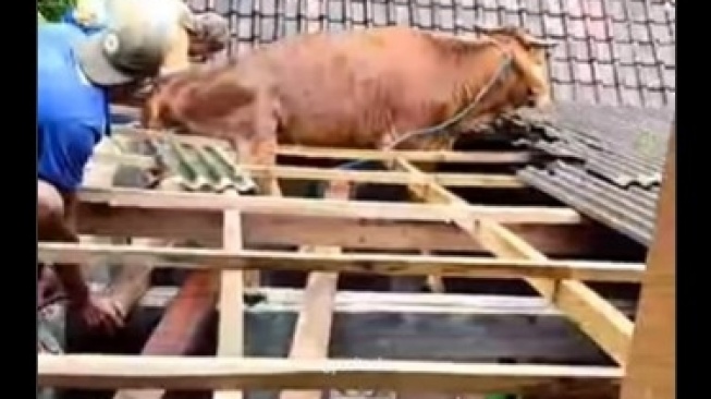 Gak Mau Kalah Viral, Sapi Nyangkut di Genting