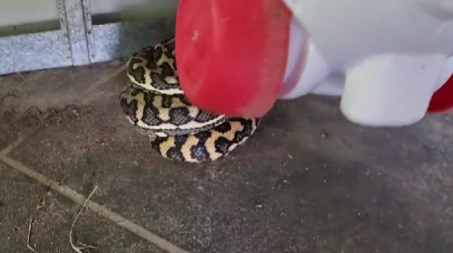 Waspada! Ular Piton 2 Meter Masuk Rumah Warga di Padang