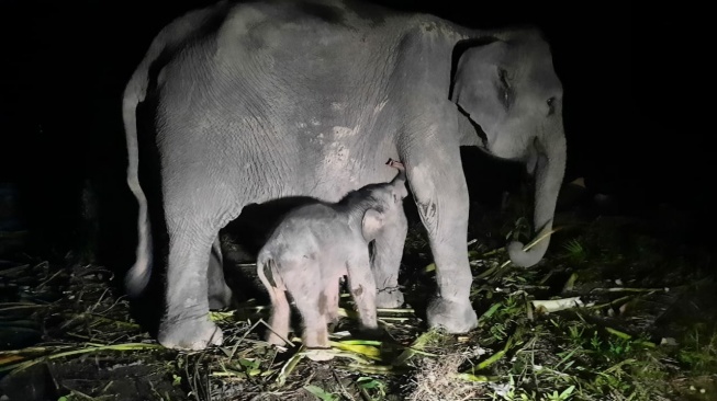 Kado Terindah Ramadan, Anak Gajah Betina Lahir di Riau