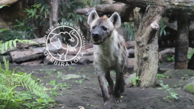 Asyik! Gembira Loka Zoo Tambah Koleksi Satwa, Dua Pasang Hyena Siap Sambut Pengunjung saat Libur Lebaran