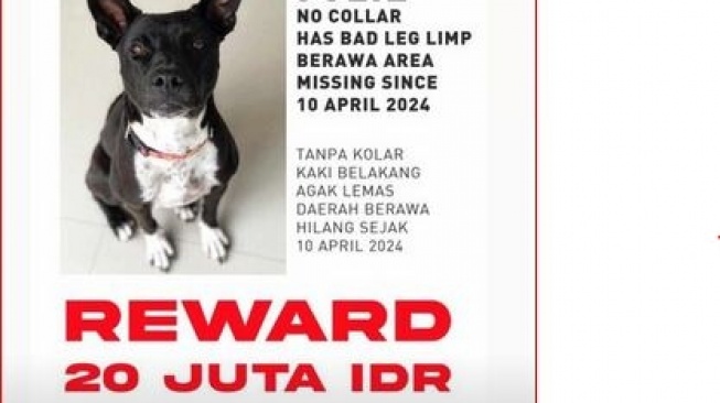 Anjing Hilang di Berawa Bali, Pemilik Buka Sayembara Rp 20 Juta