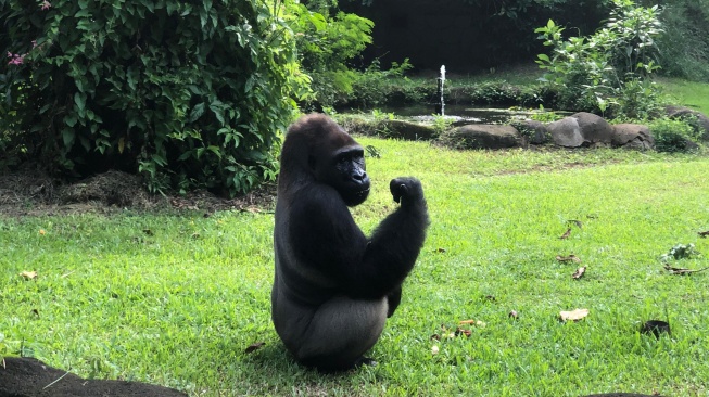 Taman Margasatwa Ragunan Beri Imbauan Ini untuk Pengunjung yang Ingin Hadiri Ulang Tahun Komu