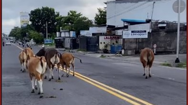 Gerombolan Sapi ini Berdiri di Tengah Jalan Bak Penguasa Jalan Denpasar