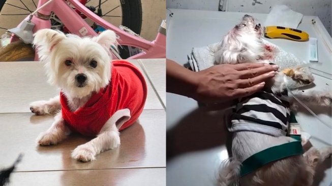 Viral Anjing Maltese Diduga Dianiaya Empat Remaja di Jember, Pemilik Minta Keadilan