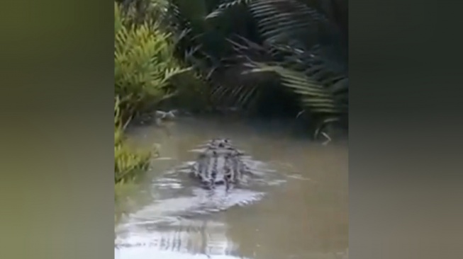 Penampakan Buaya di Medan Labuhan Resahkan Warga, Belum Dievakuasi BKSDA Sumut